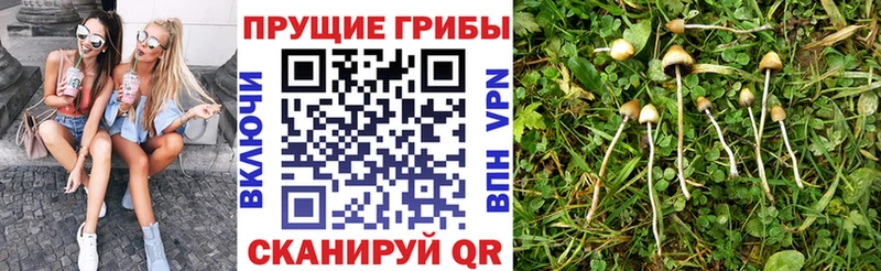где купить наркотик  Тобольск  Псилоцибиновые грибы мицелий 